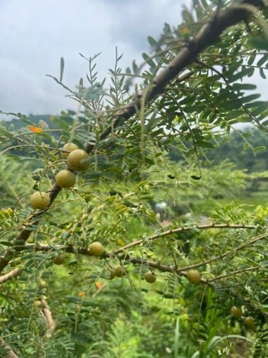 Bán đất vườn Đường KDC Trường Quan, Phường Bến Tắm, Thị Xã Chí Linh, Hải Dương — ảnh 3
