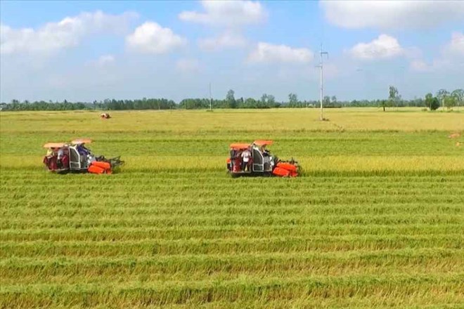 Hướng dẫn xác định chi phí bảo vệ phát triển đất trồng lúa