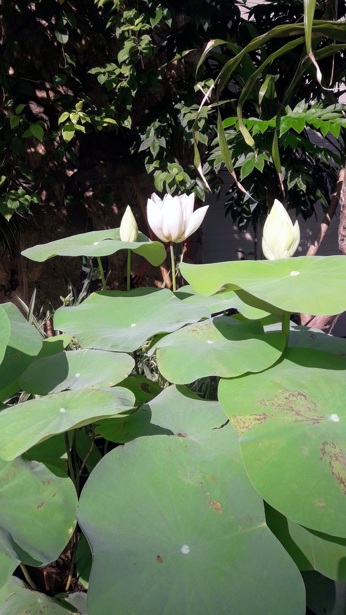 Phạm Đức Hùng